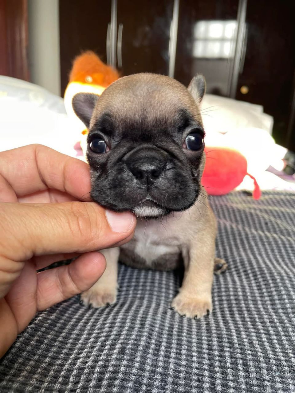 ๐ถ Bruno โ Male French Bulldog Puppy for Sale - Image 4