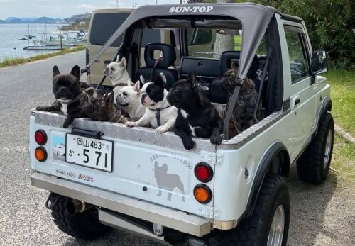 🐾 How to Potty Train a French Bulldog: Tips That Work!