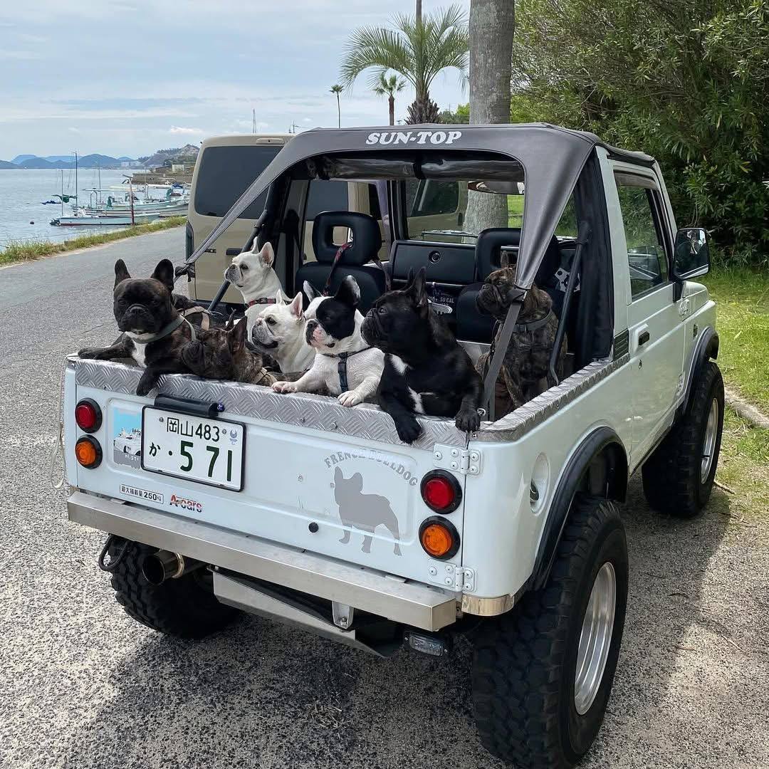 🐾 How to Potty Train a French Bulldog: Tips That Work!