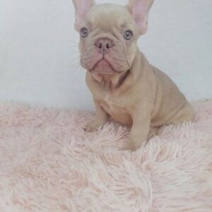 🐾 Luna– Female French Bulldog  Puppy for Sale