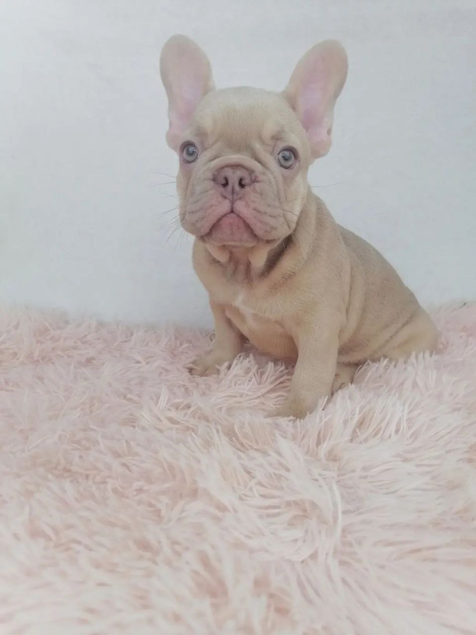 🐾 Luna– Female French Bulldog Puppy for Sale