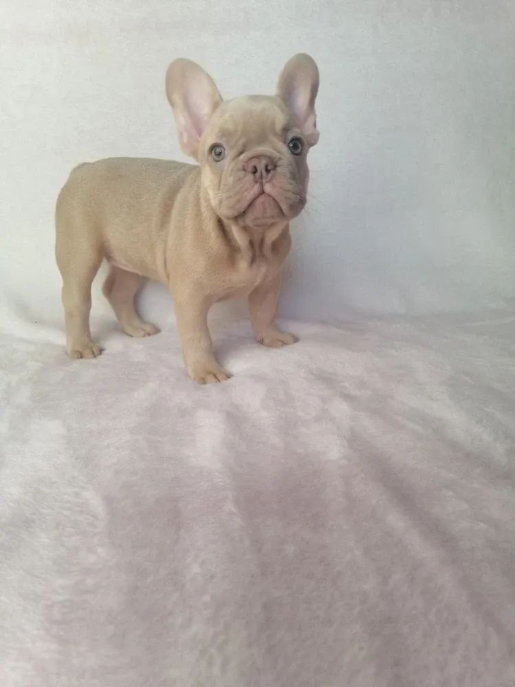 🐾 Luna– Female French Bulldog Puppy for Sale - Image 2