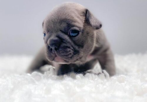 🩺  Why Regular Vet Visits Are Essential for Frenchie Puppies