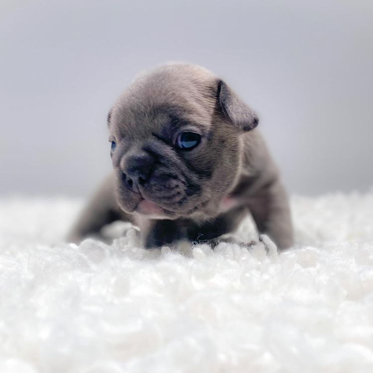 🩺  Why Regular Vet Visits Are Essential for Frenchie Puppies