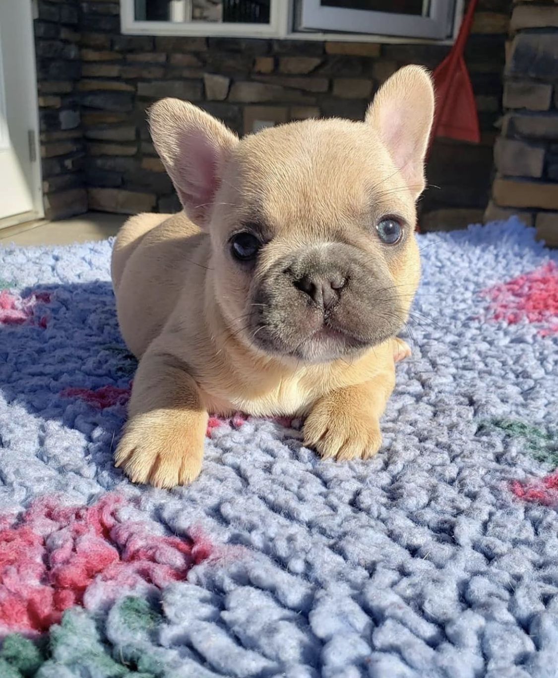 🐾 Sully – Male French Bulldog Puppy for Sale - Image 4