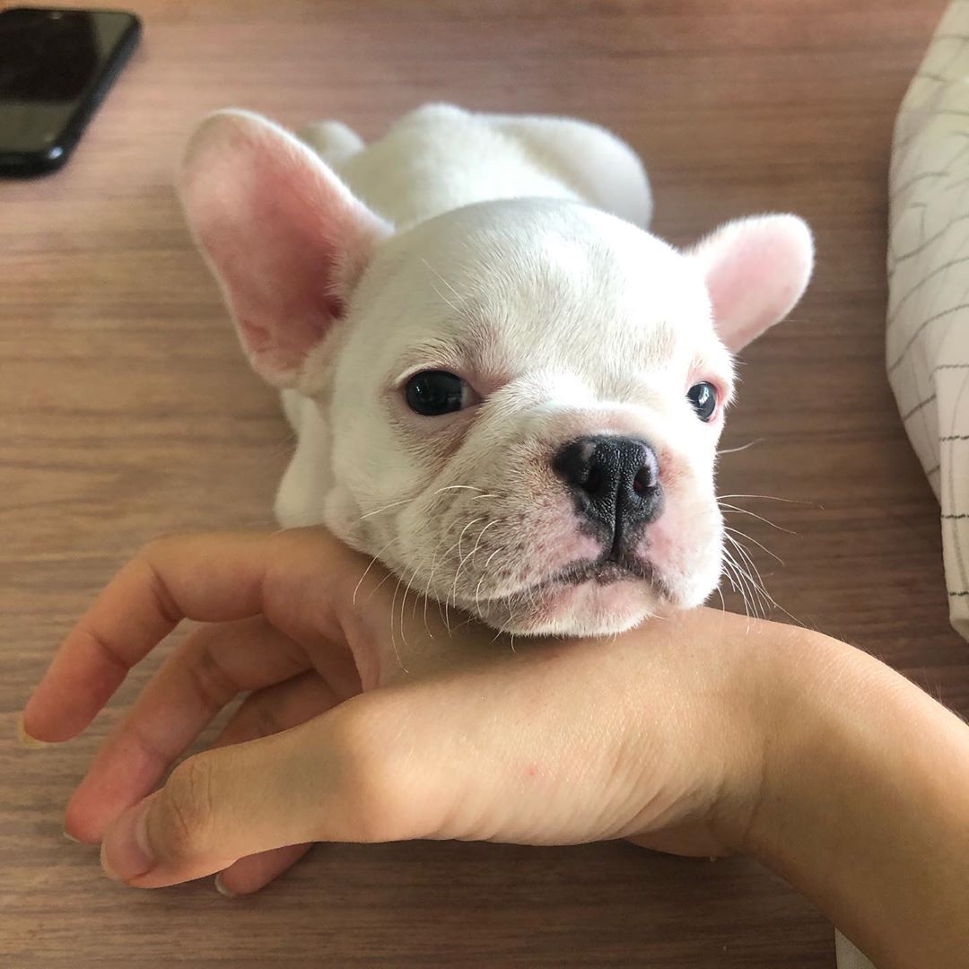 πΎ Zarra β Female French Bulldog Puppy for Sale - Image 3