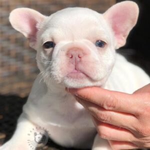 🐾 Zarra – Female French Bulldog Puppy for Sale