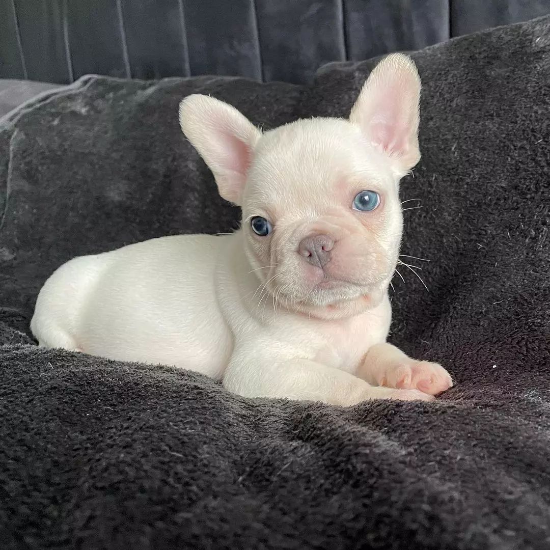 πΎ Zarra β Female French Bulldog Puppy for Sale - Image 4