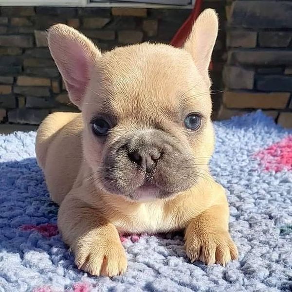 🐾 Sully – Male French Bulldog Puppy for Sale - Image 2
