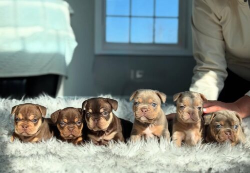 ๐ฉบ Why Regular Vet Visits Are Essential for Frenchie Puppies