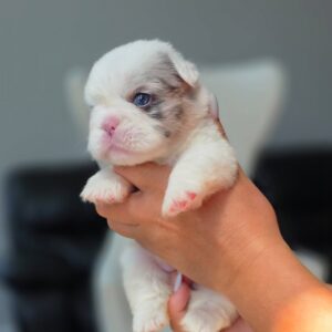 ๐พ Becca โ Female French Bulldog Puppy for Sale