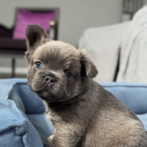 ๐พ Moose โ Male French Bulldog Puppy for Sale