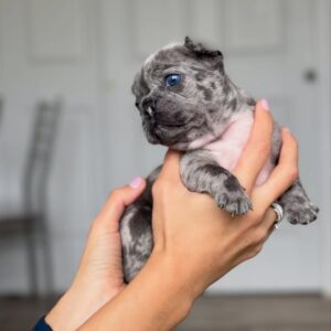 ๐พ Lunaโ Male French Bulldog Puppy for Sale