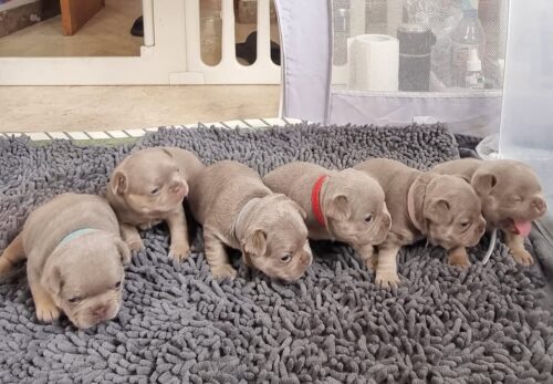 ๐งด Allergies in French Bulldogs: Signs, Causes, and Solutions