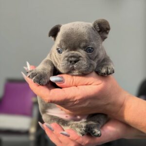 ๐พ Ducan โ Male French Bulldog Puppy for Sale