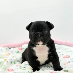 ๐ถ Daenny โ Male French Bulldog Puppy for Sale