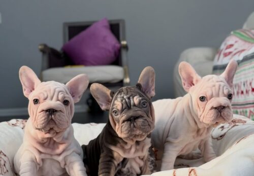 ๐พ Feeding Guide: What (and How Much) to Feed Your Frenchie Puppy