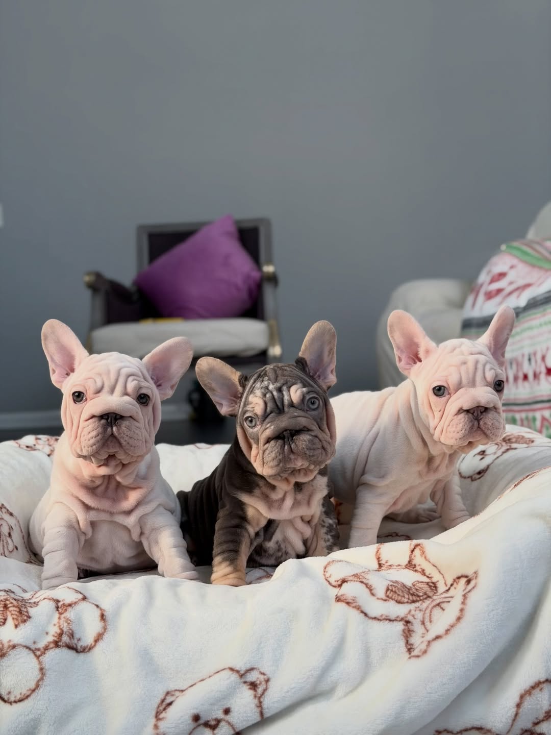 🐾  Feeding Guide: What (and How Much) to Feed Your Frenchie Puppy