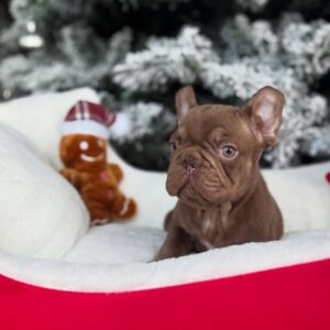 ๐พ Chloe โ Female French Bulldog Puppy for Sale