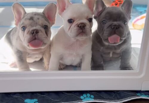 ๐พ Teething Troubles? How to Help Your Frenchie Puppy Through It