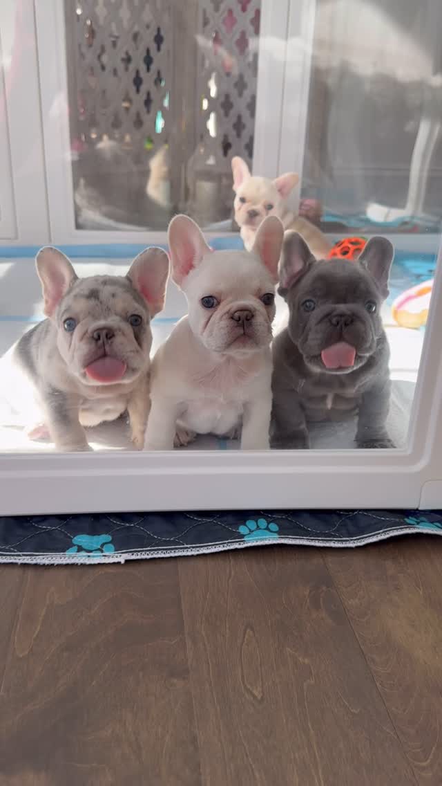 🐾 Teething Troubles? How to Help Your Frenchie Puppy Through It