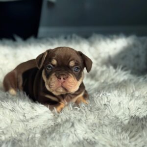 🐾 Baxter – Male French Bulldog  Puppy for Sale