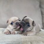 🐾 Jagger & Jane – Male & Female French Bulldog  Puppy for Sale