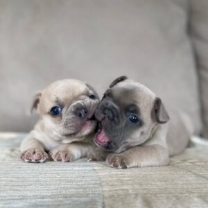 ๐พ Jagger & Jane โ Male & Female French Bulldog Puppy for Sale