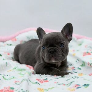 ๐พ Trent โ Male French Bulldog Puppy for Sale